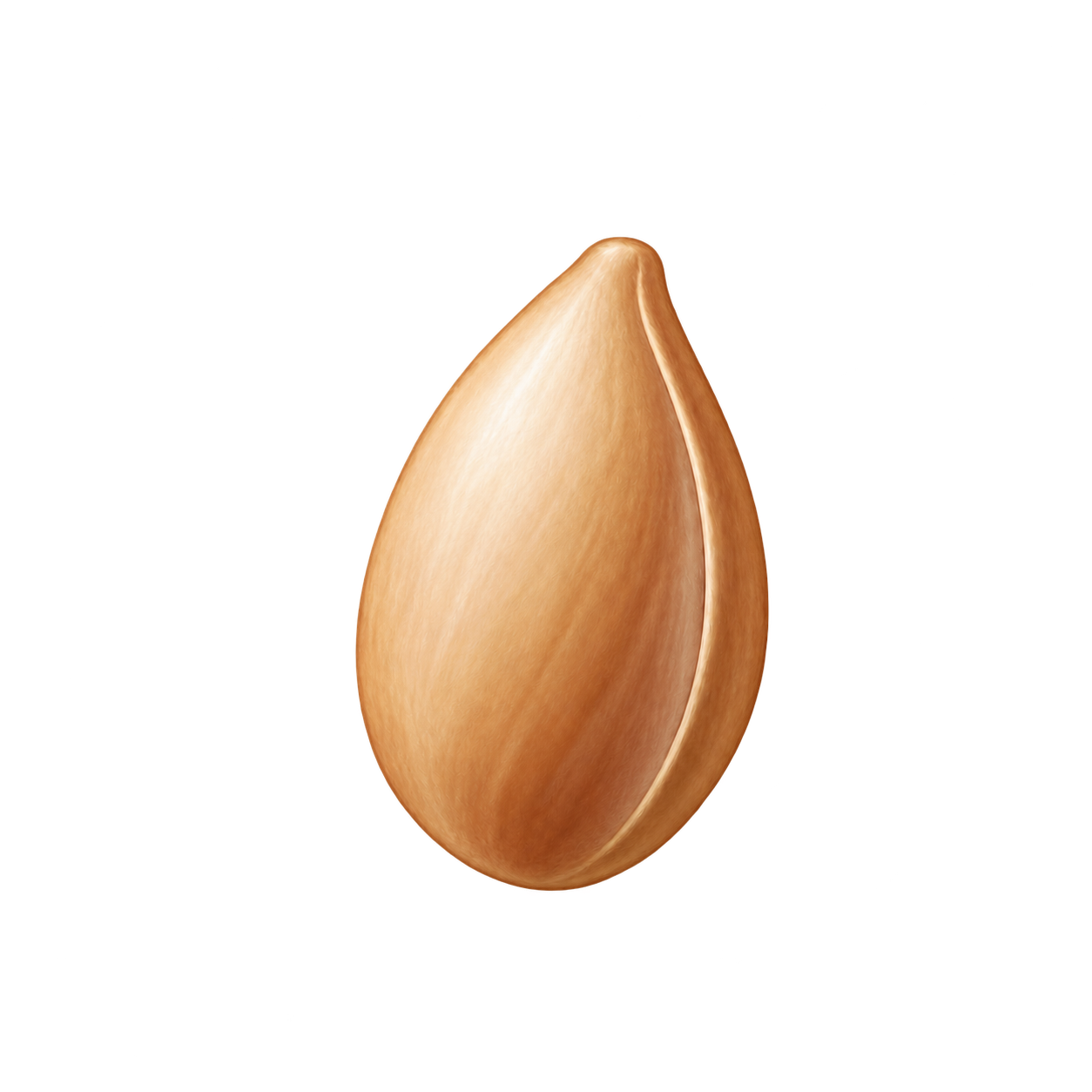 씨앗